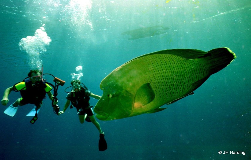 Large maori wrasse on the northern Great Barrier Reef has become friendly due to divers feeding fish.